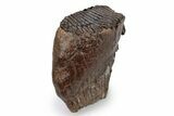 Fossil Woolly Mammoth Upper M Molar - Poland #357017-1